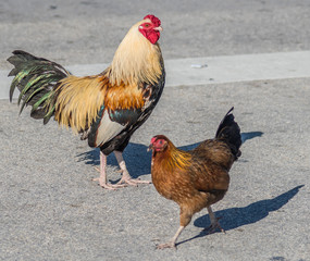 Rooster in Florida