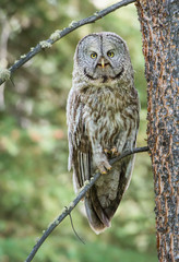 Great grey owl