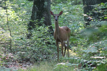 Doe Deer in Nature on Trail