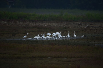 egrets