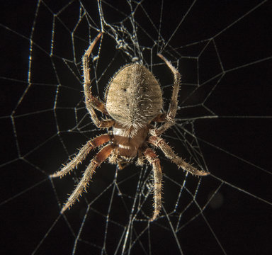 Barn Spider
