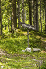 find your path forest background