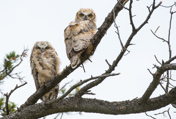 Great Horned Owl