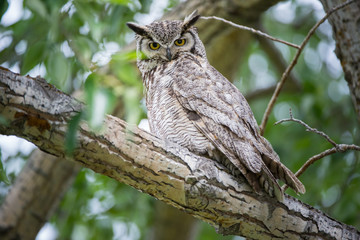 Great Horned Owl