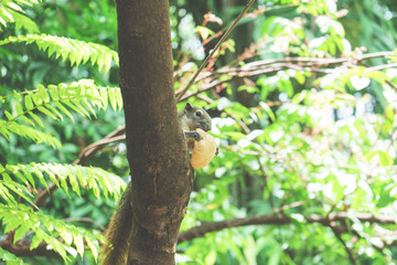 Squirrels eat a fruit on tree