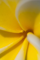 Flowers - macro photos
