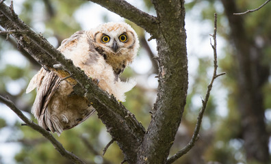 Great Horned Owl