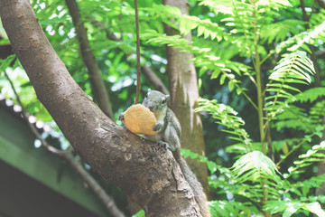Squirrels eat a fruit on tree