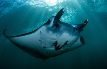 underwater photos, macro photography, sea animals