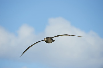 Black-footed Albatross (Phoebastria nigripes), in flight, Midway Atoll, Northwestern Hawaiian Islands