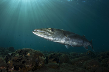 underwater photos, macro photography, sea animals