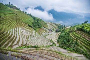 Fototapeta premium Rice Terraces
