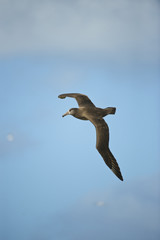 Black-footed Albatross (Phoebastria nigripes), in flight, Midway Atoll, Northwestern Hawaiian Islands