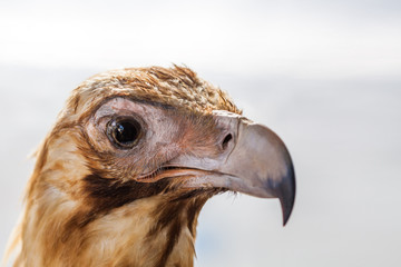 Wedge tailed eagle head closeup