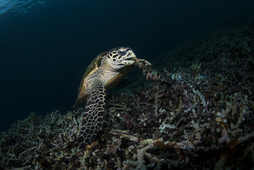 underwater photos, macro photography, sea animals
