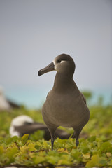 Black-footed Albatross (Phoebastria nigripes), in beach Morning Glory, Midway Atoll, Northwestern Hawaiian Islands - 169244730