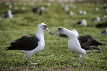 Laysan Albatross (Phoebastria immutabilis) courting pair, Midway Atoll, Northwestern Hawaiian Islands - 169244750