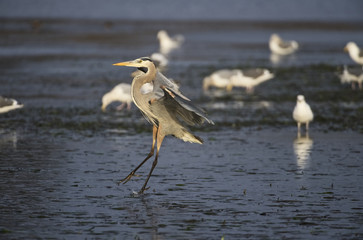 Great Blue Heron (Ardea herodias)