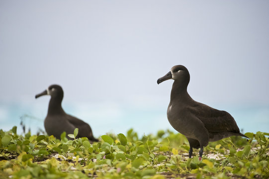 Black-footed Albatross (Phoebastria Nigripes), In Beach Morning Glory, Midway Atoll, Northwestern Hawaiian Islands