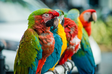 Parrots