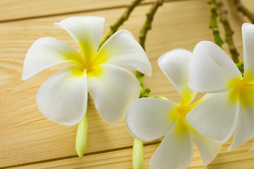Frangipani, Pumeria, Frangipanni, isolated on wooden background