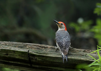 Red bellied Woodpecker 