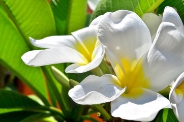 Color white flower under the sun 1