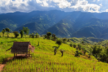 Green Terraces rice field, a beautiful natural beauty on mountain in Nan,Khun Nan  Rice Terraces, Boklua  Nan Province, Thailand