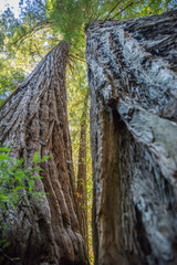 Redwwods trees