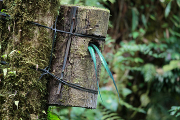 Quetzal bird wild Monteverde Costa Rica