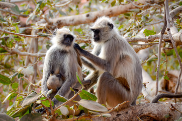 Grooming monkeys in tree