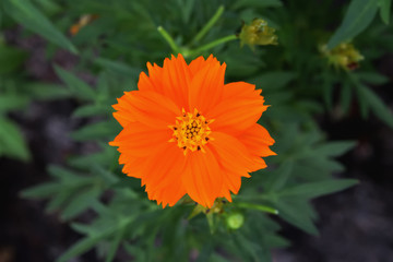 Bidens bipinnata and sunlight in the morning.