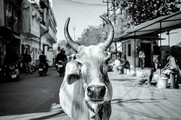 Cow in city