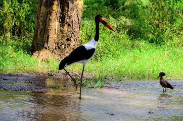 Bird red beak walking
