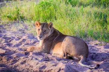 Lioness sitting
