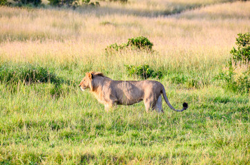Lion hunting in Savannah