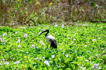 Bird in marsh
