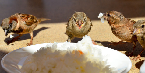 Bird and rice