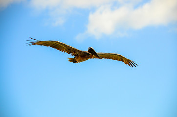 Pelican wingspan