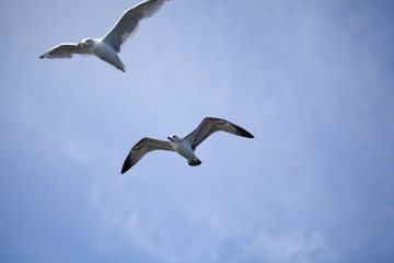 Flying seagull against the blue sky background.
Wild nature of Russia.