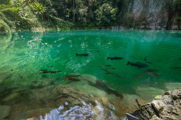 The emerald pool, Northern Thailand
