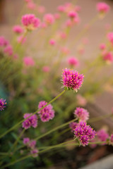 Fototapeta premium Gomphrena globosa or Fireworks flower. Violet flower in the hard sunlight.