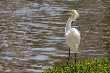 Snowy White Egret on bank of lake