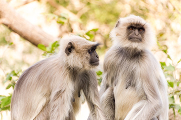 Two monkeys hanging out on tree