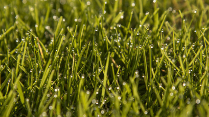 Morning Dew On Grass