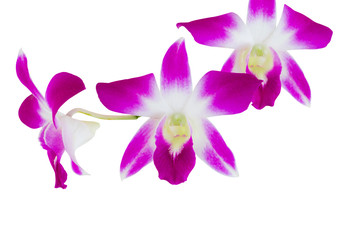 purple orchid flower beautiful isolated on white background and clipping path with copy space add text