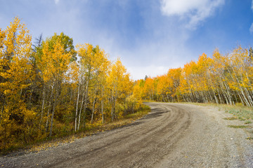 Orange, yellow, green, and brown trees during fall in Colorado