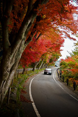 Naklejka premium Fallen red maple leaves line the edge of a quiet road on an autumn afternoon 