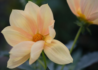 Fototapeta na wymiar Flowers close-up with soft focus