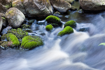 Fototapeta premium Small stream in mixed forest